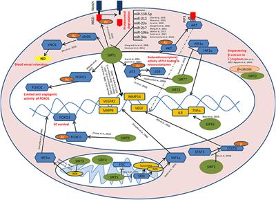 Role of Sirtuins in Tumor Angiogenesis